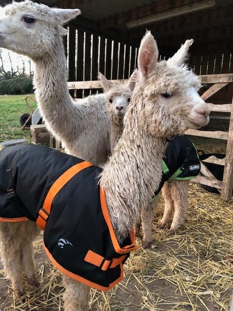 AniMac Super Calf Jacket for Calves, Sheep, Alpaca, Goats and Dogs – Premium Waterproof Livestock Coat – Breathable – Synthetic – Machine Washable - size: Medium