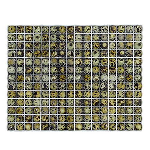 Hatching Time Egg Setter Tray (208 Quail Eggs), Good Fit, Durable, Washable, Easy to Clean, Cimuka, Fits Incubators, ABS Plastic - style: 208 Egg Setter Tray - Quail