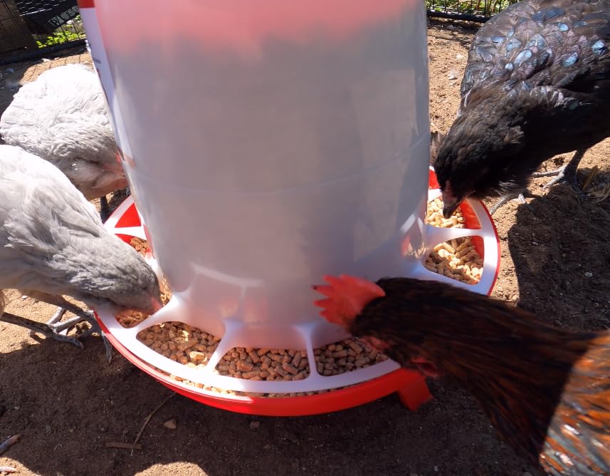 Hen's Choice 11 LB Poultry Feeder, Twist Lock Base, Adjustable Legs, Hangable with Lid (Red) - color: Red