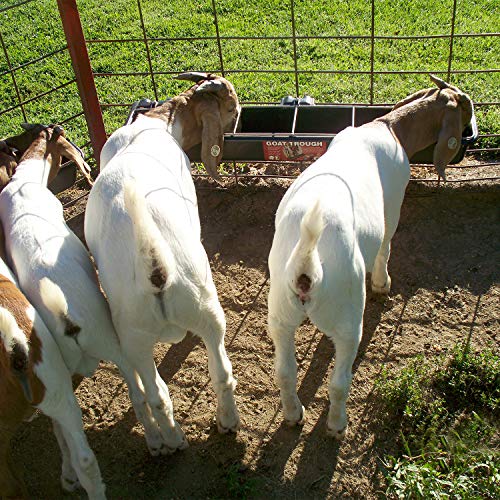 Little Giant HF9BLACK Hook Over Goat Trough Heavy Duty Galvanized Steel Body 9 Quart Feeder with Universal Mounting, Black (3 Pack)