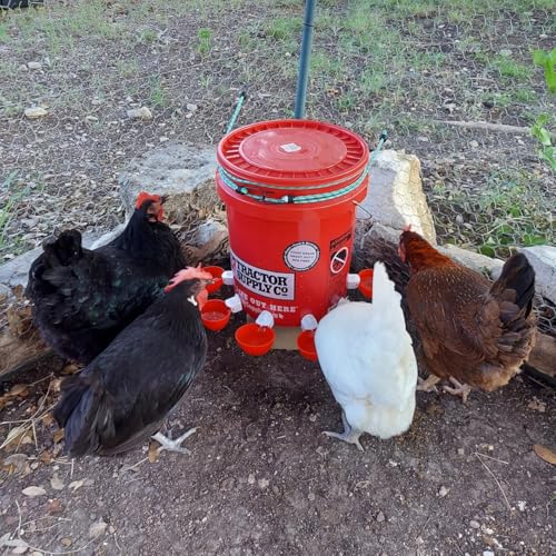 Chicken Waterer Cups, 24 Pack Poultry Water Feeder with Drill, Large Poultry Waterer Automatic Waterer for Chicken Coop, Duck, Chicks, Goose, Turkey, Bunny, Bird (Red, 24 Pack) - size: 24 Pack