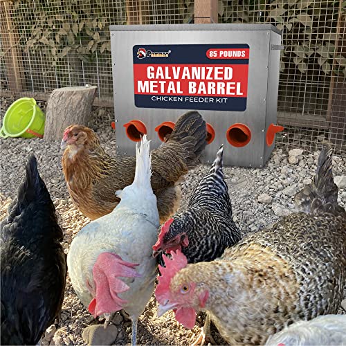 Large Capacity 85lbs Automatic Metal Poultry Feeder Set, Chicken Galvanized Trough, Chicken Feeder No Waste, Rainproof Poultry Feeders, Preventing Small Animals, Suitable for Chickens, Ducks, Turkeys