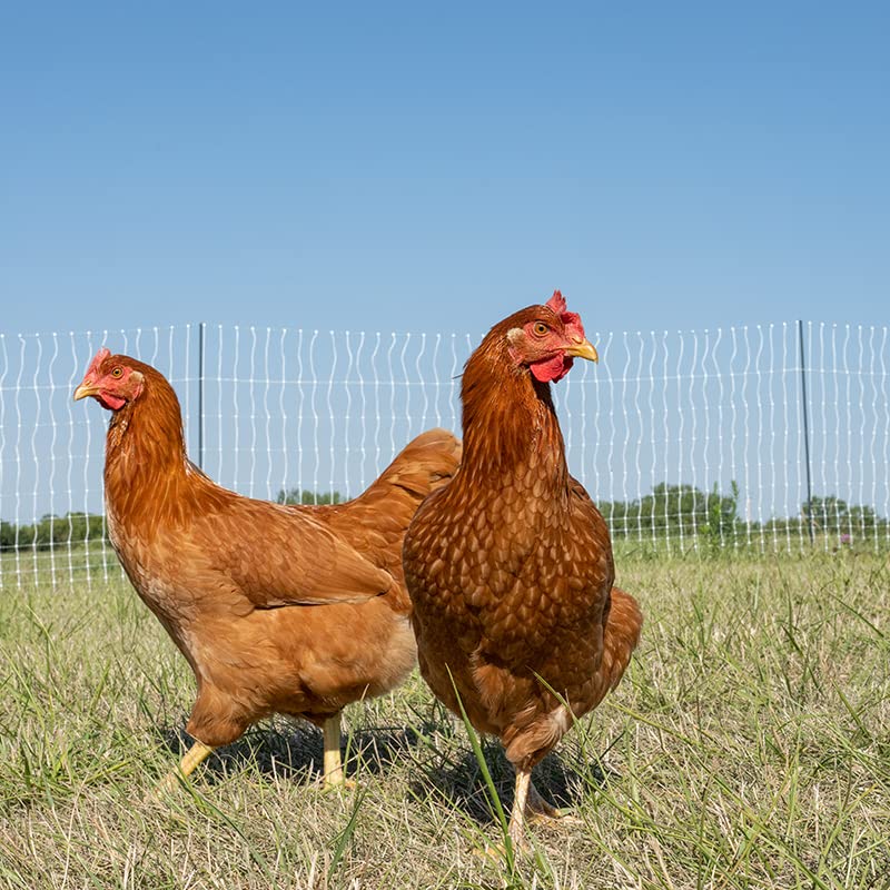 Premier 1 PoultryNet® 48"H x 100'L Portable Electric Single Spike Fence | Rigid PrimaPosts™ for Extra Strength | Green/White Fence for Chickens, Ducks, Geese - color: Single Spike, Green/White
