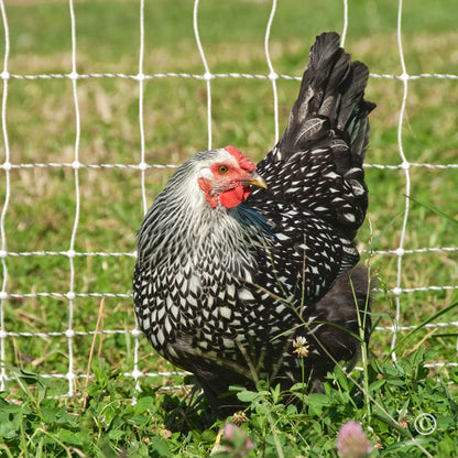 Premier 1 Portable PoultryNet® Electric Fence | Quick & Simple to Move | White/Black Fence for Chickens, Ducks, Geese – 48"H x 164'L | Best in Class 2" x 3" Spacings