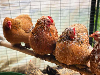 Omlet Chicken Perch | Enhance Your Outdoor Chickens Run with a Fun Accessory | Naturally Weather Resistant Perch with an Innovative Bracket Design | Eucalyptus Wood | 6ft - size: 6ft