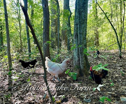 12 Barnyard Mix Chicken Fertile Hatching Eggs - Shipped in Foam from Free Range Birds