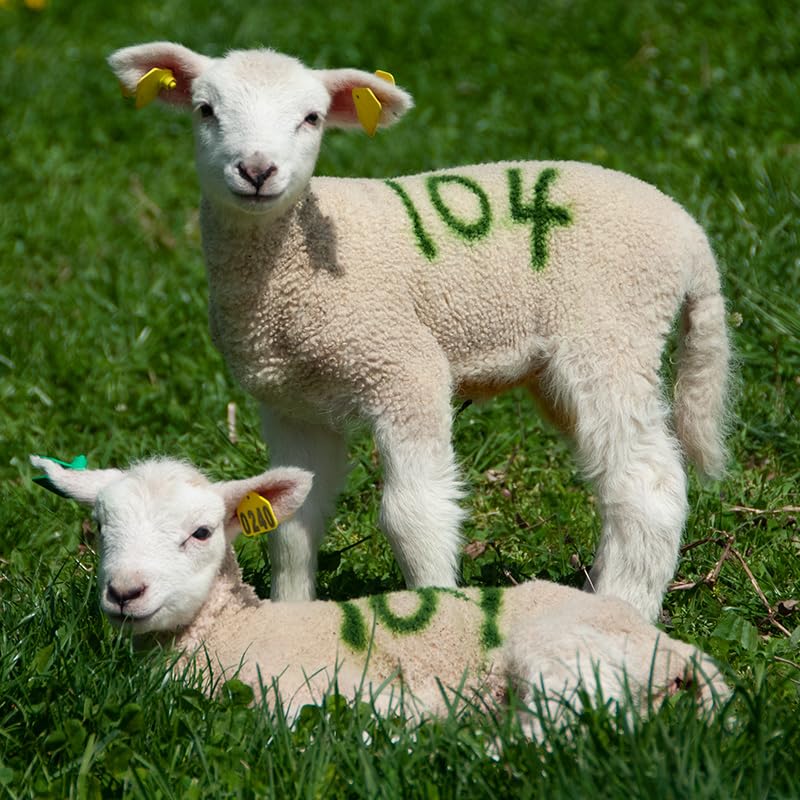 Sprayline Marking Paint for Sheep & Livestock (400mL - Green) - style: 400mL - Green