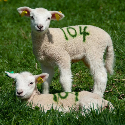 Sprayline Marking Paint for Sheep & Livestock (400mL - Yellow) - style: 400mL - Yellow