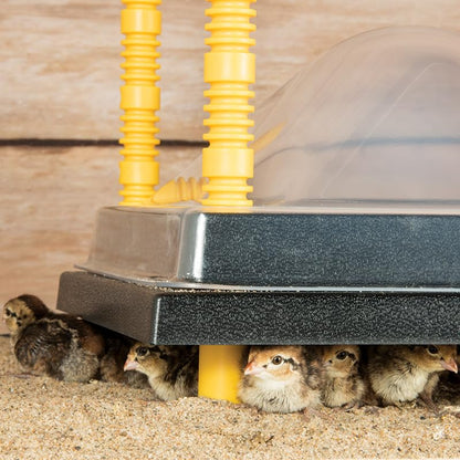 Premier 1 Chick Heating Plate Kit with Adjustable Legs | Includes Anti-Perch Cover | 16"x24" Plate Warms Up to 50 Chicks
