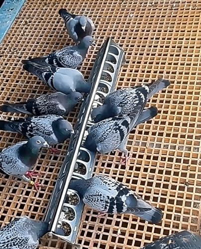 Stainless Steel Pigeon Feeder for Mealworms, Brid Feeder with Separated Fence & Crossbar, Anti-rust Anti-waste Feed Trough, Easy to Install(L80cm/31.5") - size: L80cm/31.5"