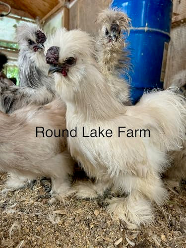 Silkie Chicken Fertile Hatching Eggs - Shipped in Foam from Silky Birds