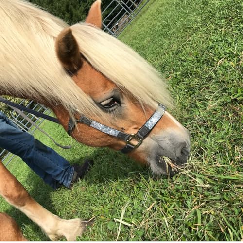 Tahoe Tack Patterned Nylon Adjustable Horse Halters with Padded Noseband and Matching 10’ Soft Grip Lead Rope with one Year Warranty - color: Paisley and Charcoal