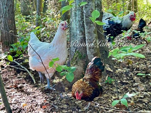 12 Barnyard Mix Chicken Fertile Hatching Eggs - Shipped in Foam from Free Range Birds