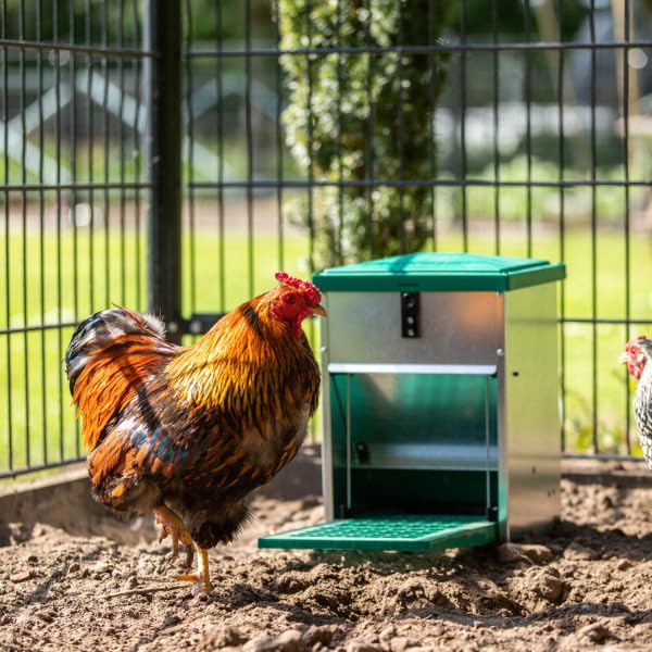 Hatching Time Treadle Chicken Feeder – 26 lb Capacity – Weight-Activated Outdoor Poultry Feeder – Rodent-Resistant, Galvanized Metal, Weatherproof Design for Chickens, Ducks, Game Birds - size: 26 Pound