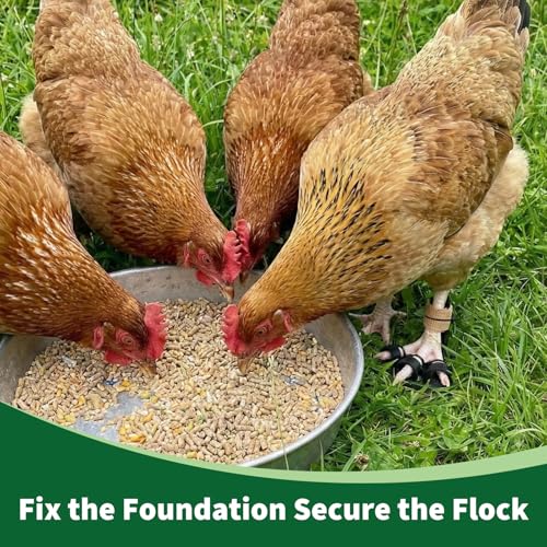 4 Size Chicken Leg Splints with Toe Separator, Durable and Unbreakable PETG Material for Broken Leg Bumblefoot Curled Toes, Reinforced Poultry Leg Brace for Hens Chicks Ducks