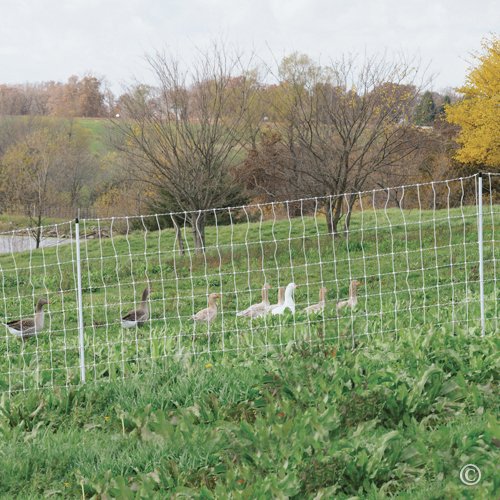 Premier 1 PoultryNet® Plus, 42"H x 100'L Electric Fence Starter Kit | Extra Line Posts to Reduce Sag | Includes: Solar Energizer, FiberTuff™ Support Posts and Tester | White/Black