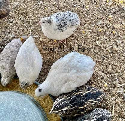 Celadon Coturnix Quail Fertile Hatching Egg Set - 6 Eggs - Shipped in Foam from Free Range Birds
