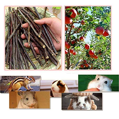 TAI JI Apple Sticks Small Animals Chew Toys for Chinchillas Guinea Pigs Rabbits Hamsters Squirrels (3.6oz(100g)) - size: 3.6 Ounce (Pack of 1)