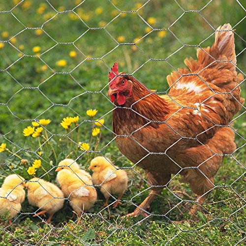 20GA Galvanized Hexagonal Poultry Netting Chicken Wire 36 inches x 50 feet x 2 inches Mesh - size: 36"x50'- 2" 20GA