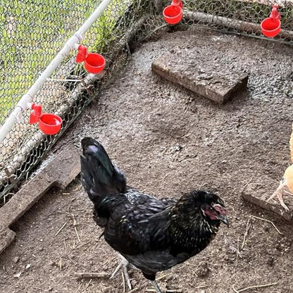 Automatic Chicken Watering System with 1/2" PVC Pipe and Chicken Waterer Cups, Stainless Steel Hose, Leak-Proof and Easy-Assembly Chicken Waterer Feeder Kit for Coops