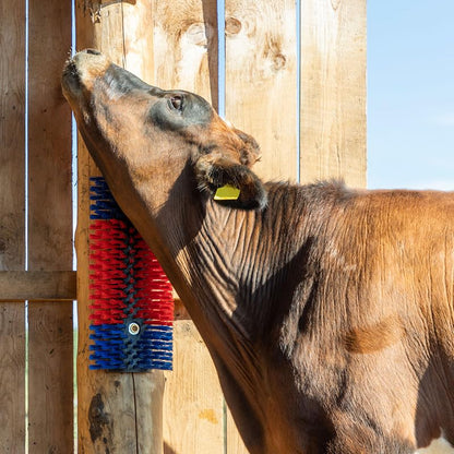Premier 1 Scratch Brushes for Cattle, Sheep, Goats, Horses & Other Livestock | Durable 2" Stiff Bristles Built to Last | Easily Mounts with Hardware Included (Red/Blue - XL) - style: Red/Blue - XL