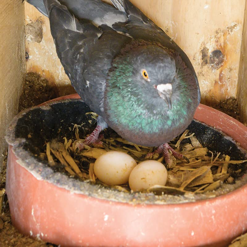 Premier 1 Easy to Clean Plastic Nest for Pigeons (Nesting Mat - 10 Pack) - color: Nesting Mat - 10 Pack