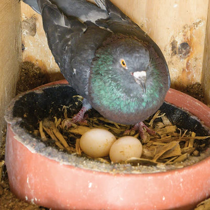 Premier 1 Easy to Clean Plastic Nest for Pigeons (Nesting Mat - 10 Pack) - color: Nesting Mat - 10 Pack