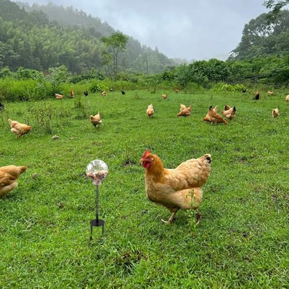 Oooct 2 Pack Chicken Pecking Toys with Swing Feeder, Coop Slow Feeder Toy for Chickens, Chicks, Ducks, Hens, Parrots & Poultry Enrichment - size: 2 Pack