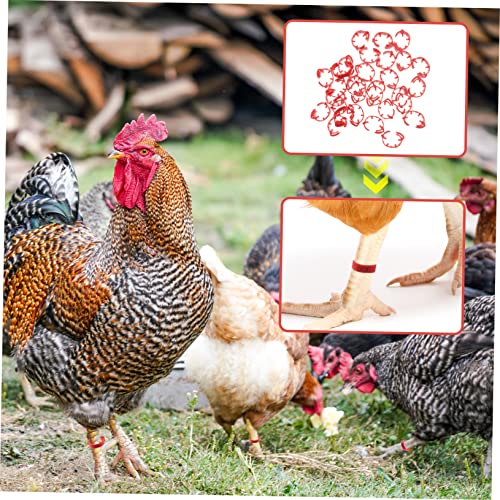 POPETPOP 100pcs Numbered Chicken Leg Rings Poultry Identification Bands for Chickens Ducks and Birds Sturdy Plastic Foot Rings Bright Colors for Easy Identification
