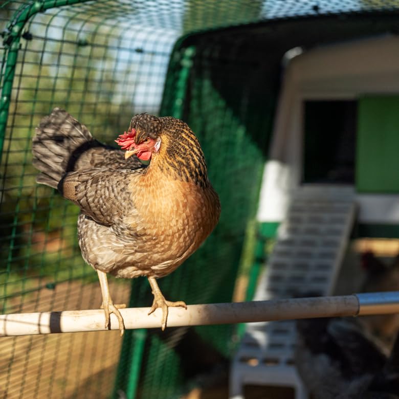 Omlet Chicken Perch | Enhance Your Outdoor Chickens Run with a Fun Accessory | Naturally Weather Resistant Perch with an Innovative Bracket Design | Eucalyptus Wood | 6ft - size: 6ft