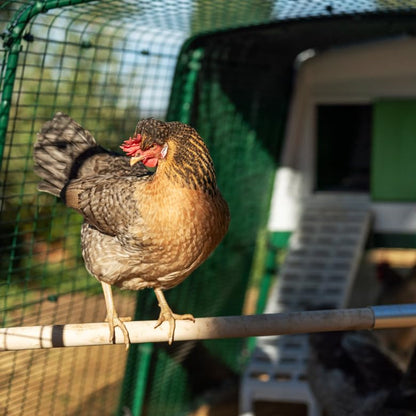 Omlet Chicken Perch | Enhance Your Outdoor Chickens Run with a Fun Accessory | Naturally Weather Resistant Perch with an Innovative Bracket Design | Eucalyptus Wood | 6ft - size: 6ft