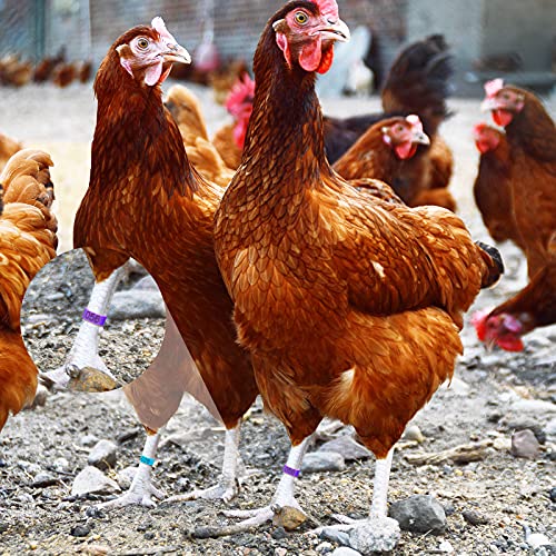 Patelai 100 Pieces 16 mm Chicken Leg Rings with 5 Colors Numbered Chicken Leg Bands Colorful Poultry Clip on Bands Ankle Rings for Ducks Chicks Guinea Pigeons Goose