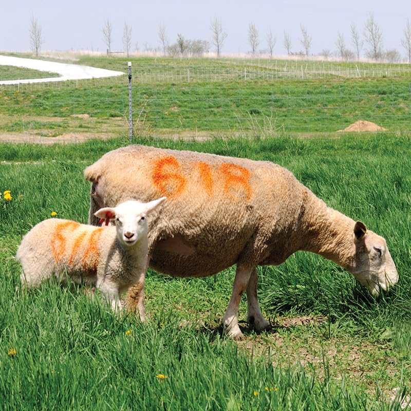 Sprayline Marking Paint for Sheep & Livestock (400mL - Blue) - style: 400mL - Blue