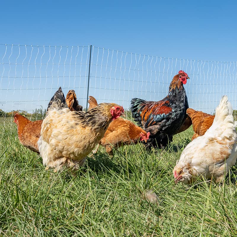 Premier 1 PoultryNet® 48"H x 100'L Portable Electric Double Spike Fence | Rigid PrimaPosts™ for Extra Strength | Green/White Fence for Chickens, Ducks, Geese - color: Double Spike, Green/White